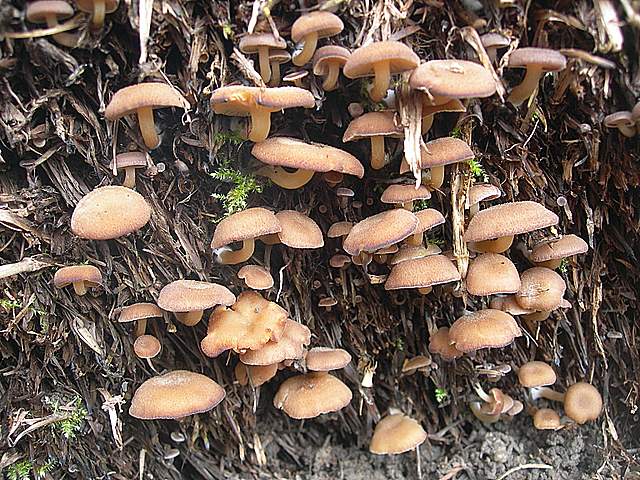 Clitocybe puberula